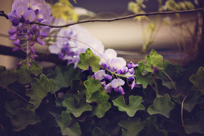 Close-up of purple flowering plants