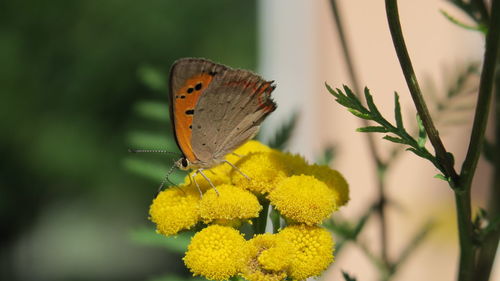 Close-up of butterfly perching on yellow flower