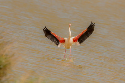 Bird flying over lake