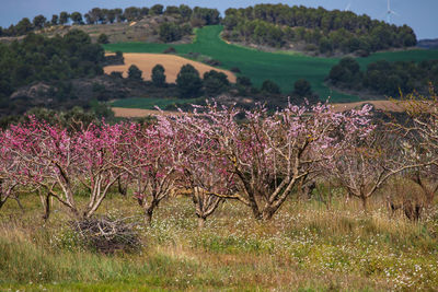 View of flowering plants on field