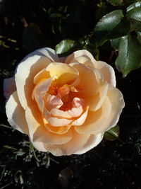 Close-up of rose blooming outdoors