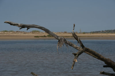 Dead tree by water against clear sky