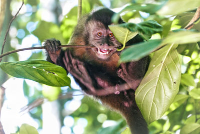 Monkey in a tree