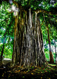 Low angle view of trees in forest