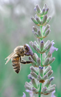 Close-up of bee pollinating on flower