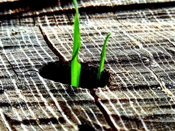 Close-up of plant