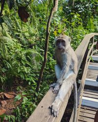 View of an animal sitting on tree