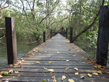 Narrow footpath amidst trees during autumn