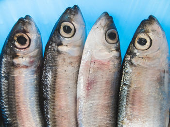 Close-up of dead fishes in blue bowl