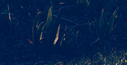 Plants growing in the dark