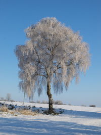 Trees on snow covered landscape against blue sky