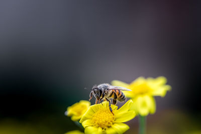 Close-up of bee pollinating on yellow flower
