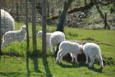 Lambs on grassy field