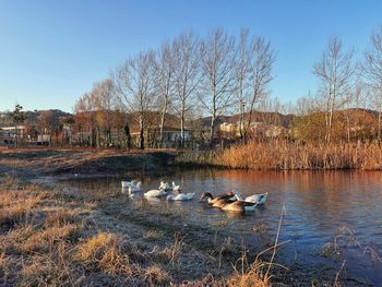 View of birds in lake