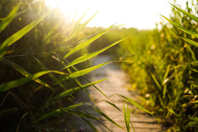 Close-up of fresh plant in field