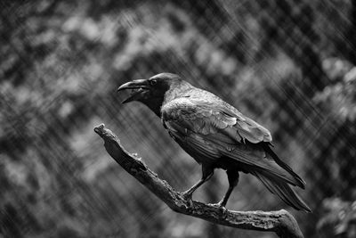 Close-up of bird perching on tree