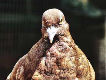 Close-up of owl