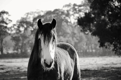 Close-up of horse on field