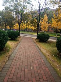 Footpath amidst trees during autumn