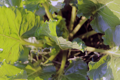 Close-up of fresh green plant