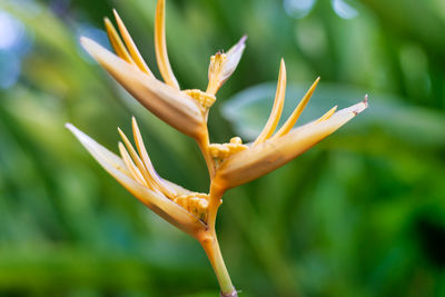 Royal botanical garden