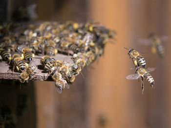 Close-up of bees