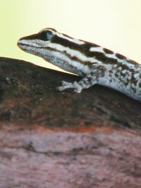 Close-up of a lizard on wall