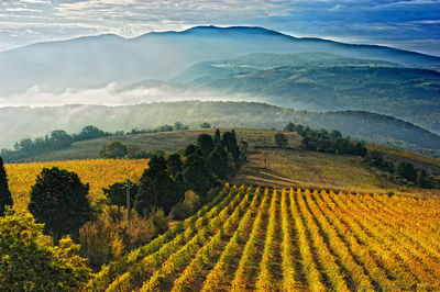 High angle view of vineyard