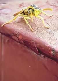 Close-up of insect on flower