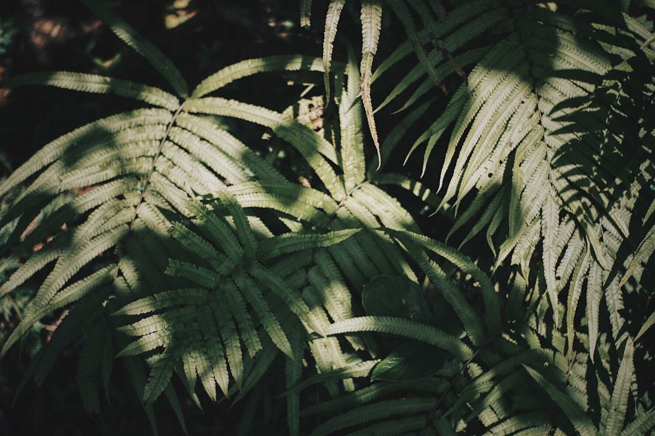 CLOSE-UP OF PALM TREE LEAVES