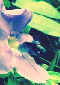 Close-up of flower