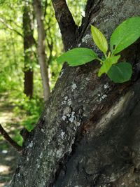 Close-up of tree trunk