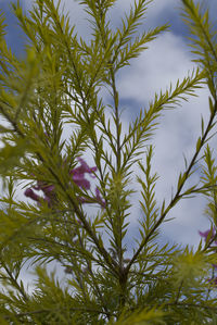 Close-up of flowering plant against sky