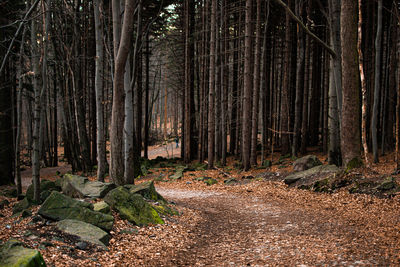 Trees growing in forest