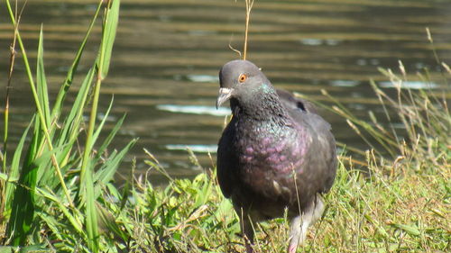 Close-up of bird perching on grass