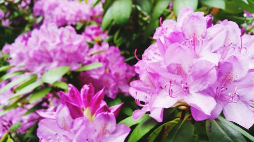 Close-up of pink flowers