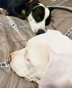 Close-up of dog sleeping at home