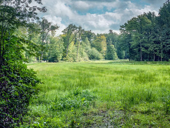 Trees on field against sky