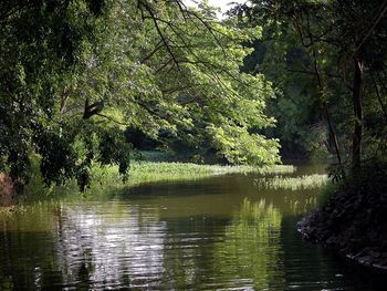 Reflection of trees in lake