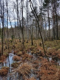 Bare trees in forest