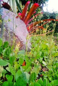 Close-up of cactus plants