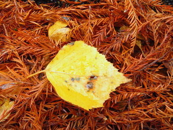 Close-up of grass in field