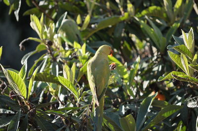 Rear view of parrot perching on tree