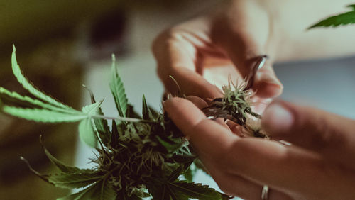 Cropped image of person holding cannabis plant at home