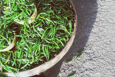 High angle view of leaves