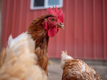 Close-up of chicken