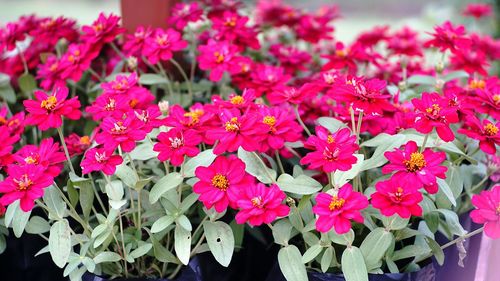 Close-up of pink flowers blooming outdoors