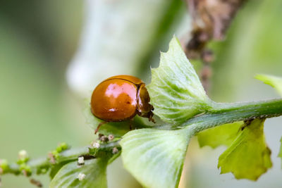 Close-up of insect on leaf