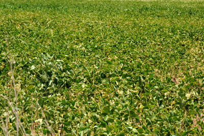 Full frame shot of green field