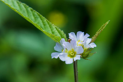 Close-up of purple flowering plant